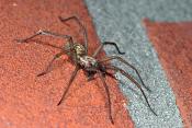 grijze huisspin (tegenaria domestica) 3-2012 5667